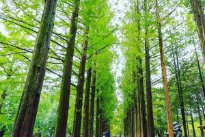 Warong Nami Island